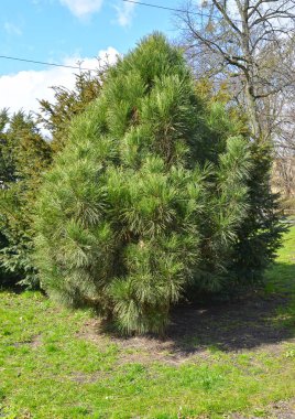 Black Austrian pine (Pinus nigra J.F. Arnold), young plant clipart