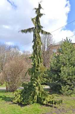 Sarı selvi, ağlayan form (Chamaecyparis nootkatensis (D. Don) ıspanağı, f. Pendula) bahçede.
