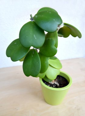 Hoya Kerrii, genel görüş