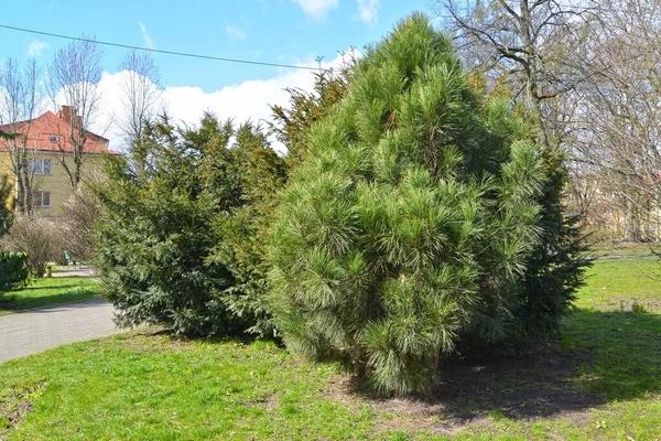 Conifers Plants City Square Kaliningrad — Stock Photo, Image