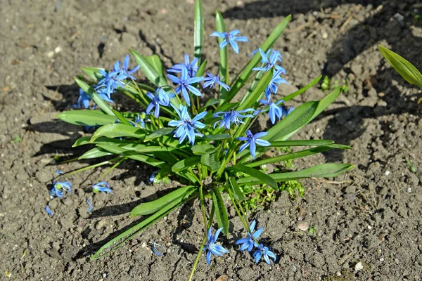 Zarodki Kwitnące Syberyjskie Scilla Siberica Andrews Widok Góry — Zdjęcie stockowe