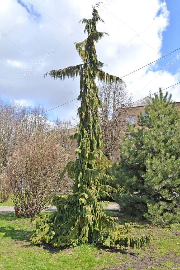 Yellow cypress, weeping form (Chamaecyparis nootkatensis (D. Don) Spach, f. Pendula) in the garden