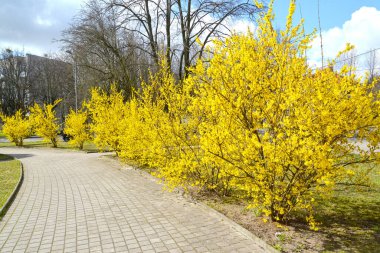 Bir şehir meydanında Forsythia Avrupa 'nın çiçek açan çalıları. Kaliningrad
