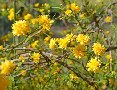 Japon Mahrası Kerria Jayonica DC 'nin çiçek açması. yakın çekim