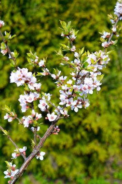 Keçeli kirazlar (Prunus tomentosa L.). Çiçekli dal