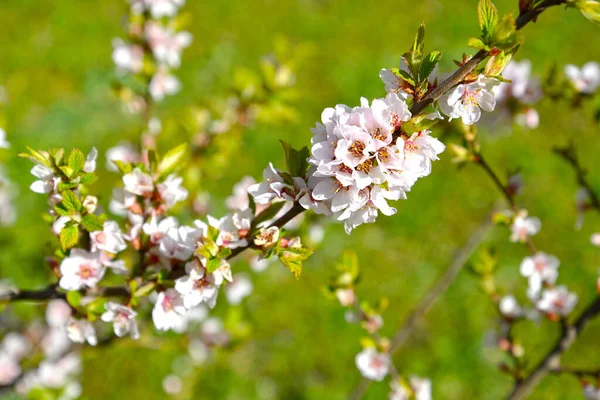 Körsbärsblommor Prunus Tomentosa — Stockfoto