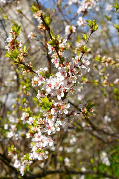 Çiçek Açan Kirazlar Çince Prunus Tomentosa — Stok fotoğraf