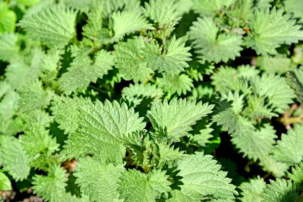 Background Young Nettle Leaves Duodomous Urtica Dioica Spring — Stock Photo, Image