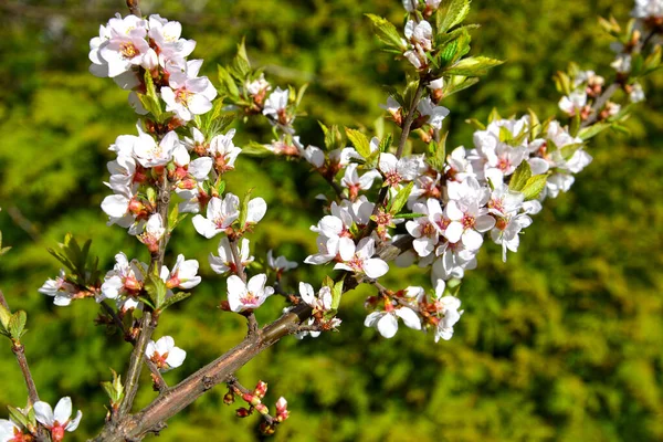 Ciliegie Feltrate Prunus Tomentosa Fioritura — Foto Stock