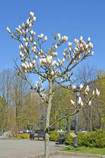 Blühender Baum Magnolia Sulange Magnolia Soulangeana Auf Einem Stadtplatz — Stockfoto
