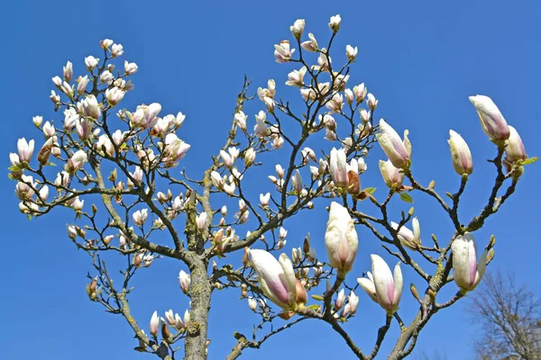 Blühende Magnolie Sulange Magnolia Soulangeana Gegen Den Blauen Himmel — Stockfoto
