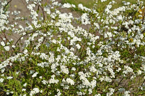 Ανθοφορία Argut Spire Βλαστός Spiraea Arguta — Φωτογραφία Αρχείου