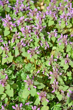 Çiçek açan mor ısırgan otu (kırmızı ısırgan otu) (Lamium purpureum L.). Arkaplan