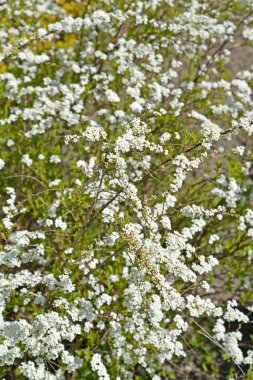 Çiçekli Argut Spiraea (Dikenli) Spiraea arguta)