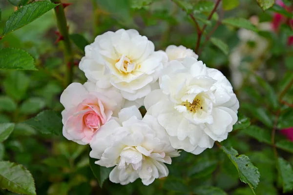 Fiori Rosa Bianca Sono Multicolori Rosa Multiflora Thunb Vicino — Foto Stock