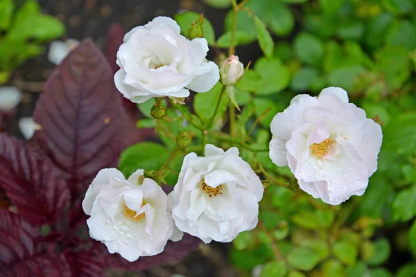 Den Blommande Rosen Flerfärgad Rosa Multiflora Thunb Närbild — Stockfoto