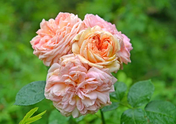 Rosenblomningen Mångfärgad Rosa Multiflora Thunb Närbild — Stockfoto