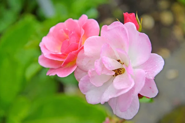 Rosenblommorna Flerfärgade Rosa Multiflora Thunb Närbild — Stockfoto