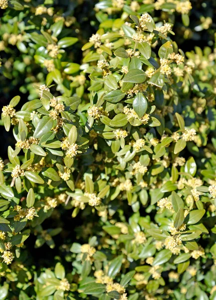 Samshite Kwiat Wiecznie Zielony Buxus Sempervire — Zdjęcie stockowe