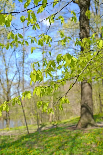 Gałęzie Młodymi Liśćmi Chwytaka Pospolitego Carpinus Betulus Drewno Wiosenne — Zdjęcie stockowe