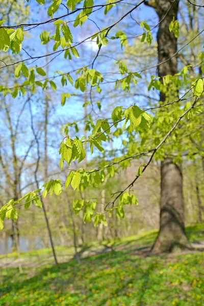 Ramas Con Hojas Jóvenes Agarre Común Carpinus Betulus Madera Primavera —  Fotos de Stock