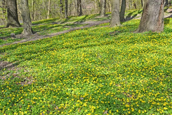 Buttercup Fleurs Dans Une Forêt Ensoleillée — Photo