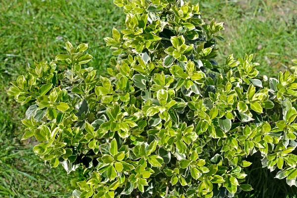 白桦树是日本的 Euonymus Japonicus Thunb Krone碎片 — 图库照片