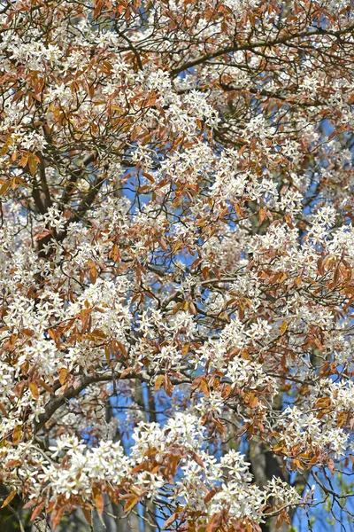 Floración Irga Canadian Amelanchier Canadensis Medik Primavera — Foto de Stock