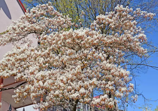 Kronenblüher Kanadier Amelanchier Canadensis Medik Frühling — Stockfoto