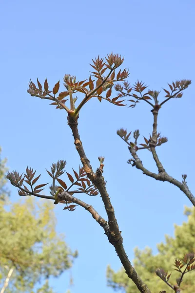 Aralia High Aralia Elata Branches Young Leaves Background Blue Sky — Stock Photo, Image