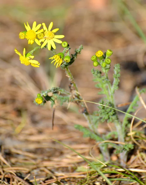 Voorjaarspeetzoon Senecio Vernalis Waldst Kit Bloeiende Plant — Stockfoto