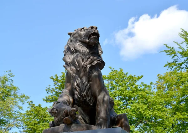 Kaliningrad Rússia Maio 2020 Escultura Bronze Leão Com Presa Entrada — Fotografia de Stock