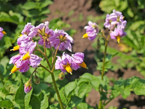 Pink Potato Flowers Solanum Tuberosum — Stock Photo, Image