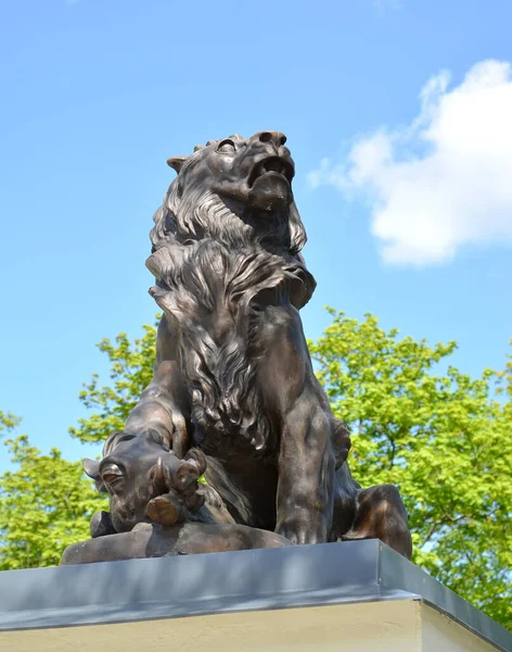 Kalininingrad Rússia Maio 2020 Escultura Leão Com Presa Entrada Zoológico — Fotografia de Stock