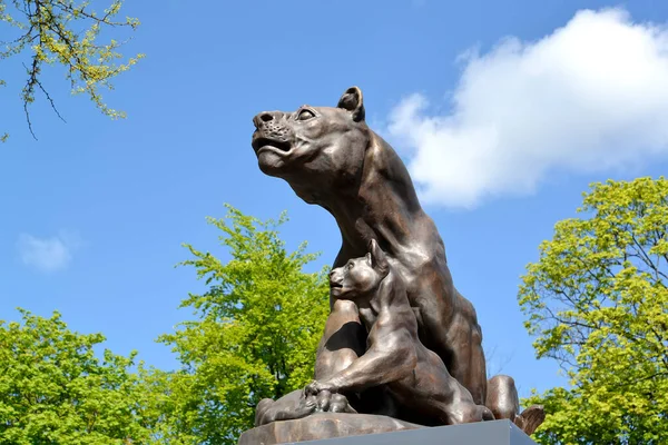 Kalininingrad Rússia Maio 2020 Escultura Leoa Com Leões Entrada Jardim — Fotografia de Stock