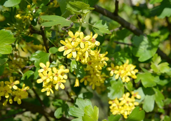 Johannisbeerblüten Sind Golden Ribes Aureum Pursh — Stockfoto