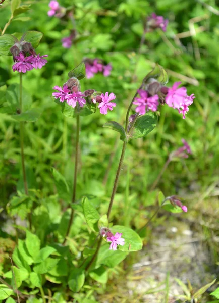 Drema Doble Cabeza Silene Dioica Planta Floreciente —  Fotos de Stock