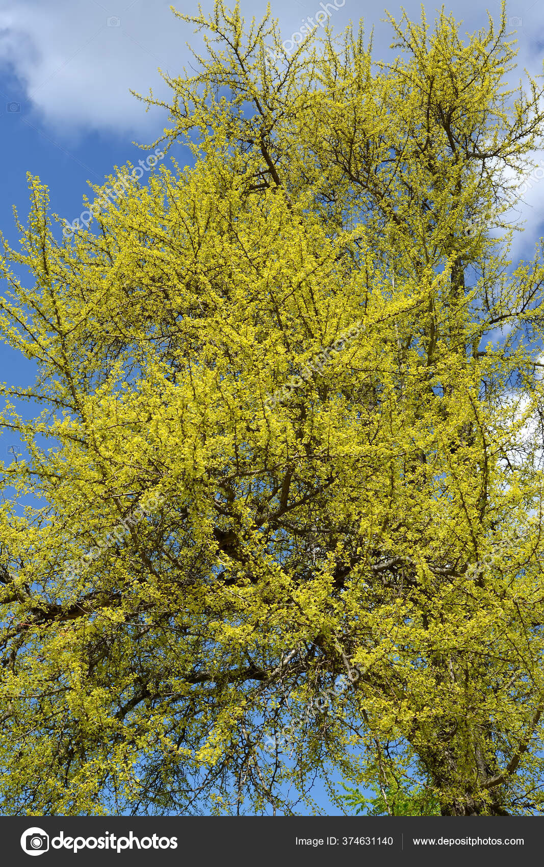 Crown Ginkgo Biloba Young Spring Leaves — Stock Photo © vodolej 374631140