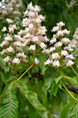 At kestanesi (Aesculus hippocastanum L.)