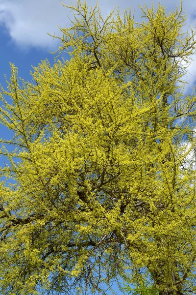 Coroa Ginkgo Biloba Com Folhas Jovens Primavera — Fotografia de Stock