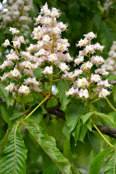 Die Blütenstände Der Rosskastanie Aesculus Hippocastanum — Stockfoto