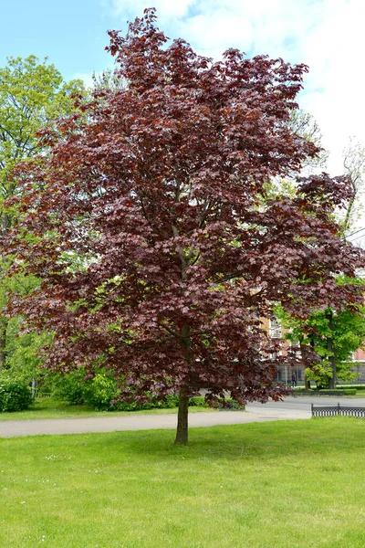 Arce Javor Hoja Púrpura Acer Pseudoplatanus Plaza Ciudad Vista General — Foto de Stock