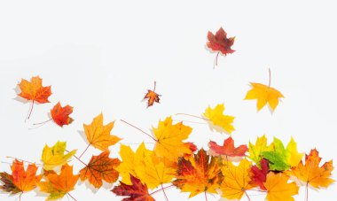 izole sonbahar yaprakları