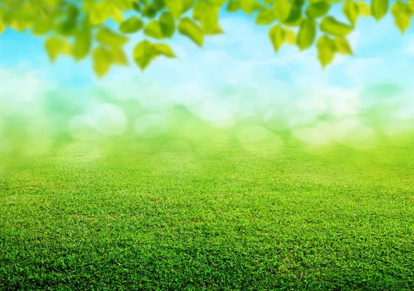 Frühling Gras Hintergrund — Stockfoto