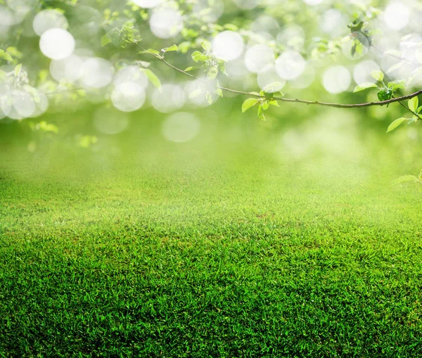 Primavera erba sfondo — Foto Stock