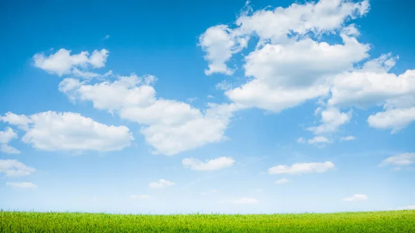 Zomer groene veld landschap — Stockfoto