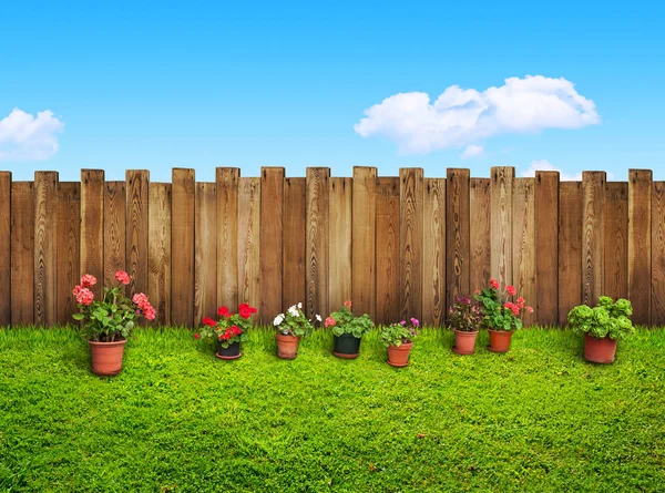 Erba e fiori in cortile — Foto Stock