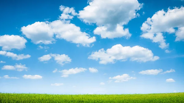 Ciel bleu et champ vert d'été — Photo