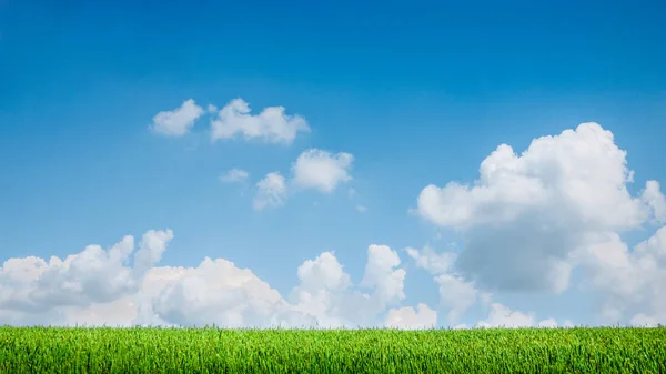 Céu azul e verão campo verde — Fotografia de Stock