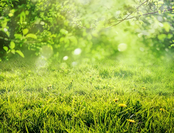 Primavera hierba fondo — Foto de Stock